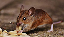 24 Hour & Emergency Exterminators in Macomb, MI